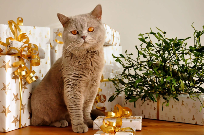 DIY gifts for cat lovers for every occasion 