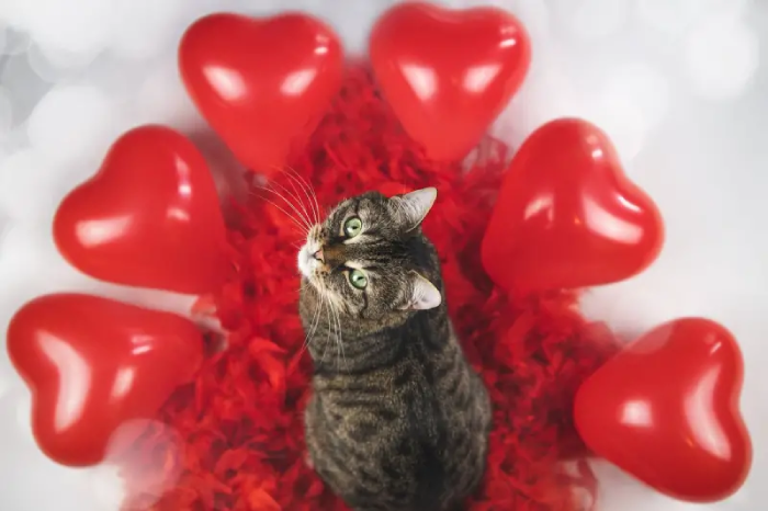 Valentine's Day gifts for cat lovers