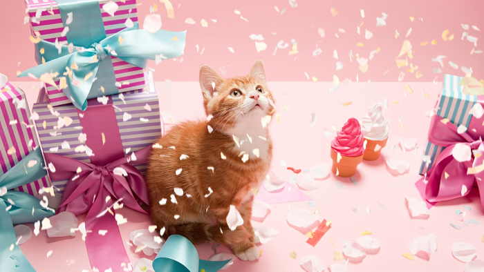 Creating a cat-themed celebration for their birthday