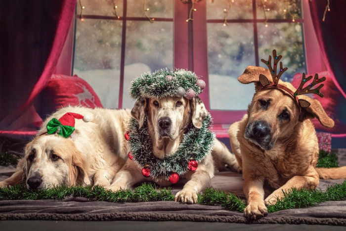 Festive dog treats and gourmet delights for the celebration 