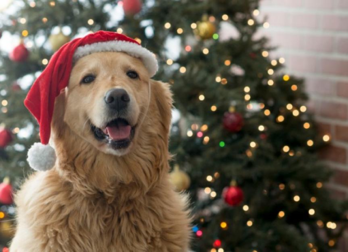 Personalized dog photography tips for Christmas portraits