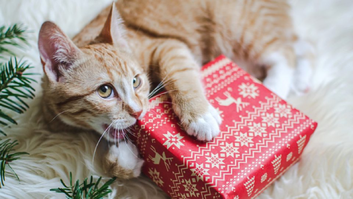 Tips for wrapping gifts to make the cat lovers' surprise